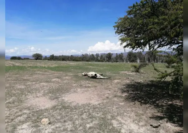 Van 18 mil cabezas de ganado muertas en Durango por la sequía