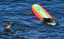 Con alevosía y ventaja: Nutria roba tablas de surf