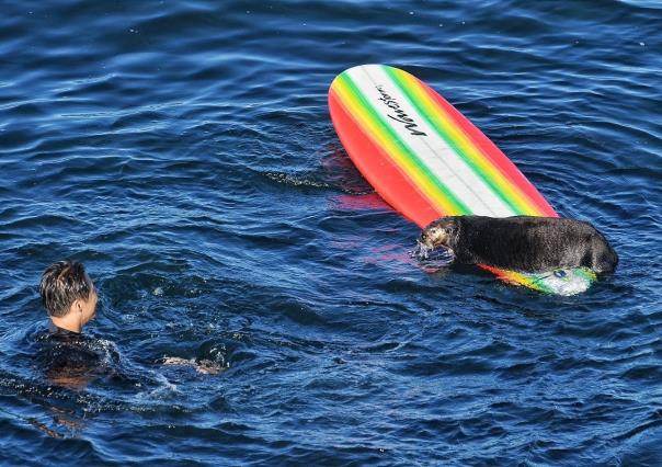Con alevosía y ventaja: Nutria roba tablas de surf