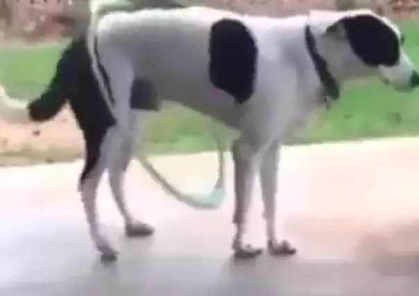 ¡Es todo Firulais! Perrito rompe las redes al hacer girar el hula hula