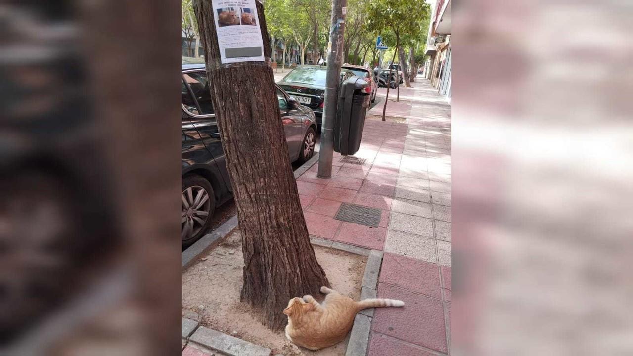 Un gato reportado como extraviado fue encontrado contemplando su cartel de Se busca en el vecindario de Ranero, en Murcia, España. Foto: Twitter @Bamf_