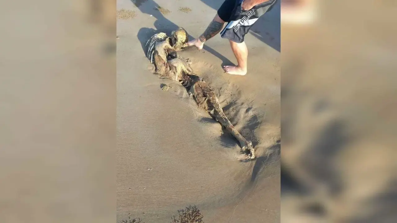 Un hombre encontró los restos de una presunta sirena en una playa de Australia. Foto: Facebook Marine Biology