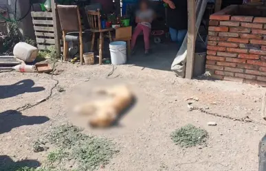 Cae hombre por matar a perro de un balazo en El Marqués, Querétaro