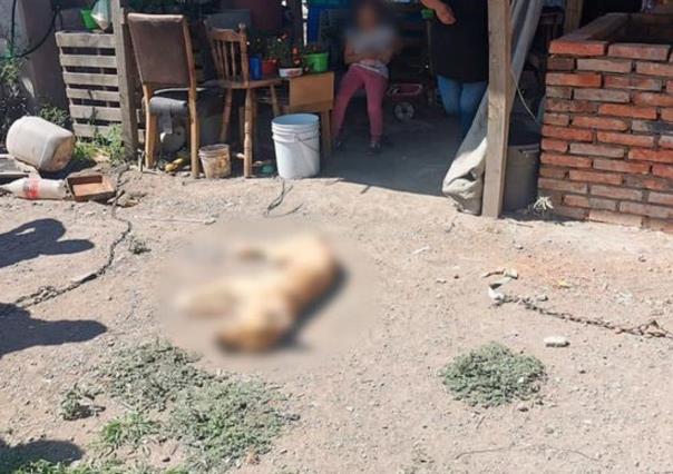 Cae hombre por matar a perro de un balazo en El Marqués, Querétaro