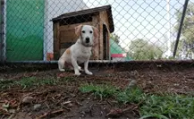 ¡Lánzate a la Pasarela Canina y adopta un perrito!, CTC cumple 6 años