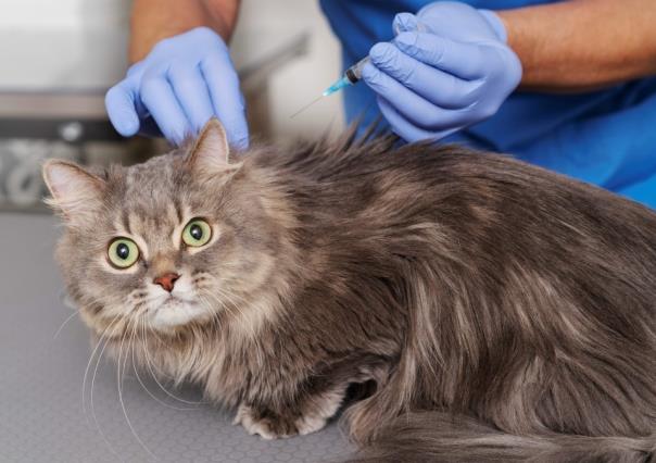 ¡Otra vez! Alerta OMS por gripe aviar H5N1 en gatos