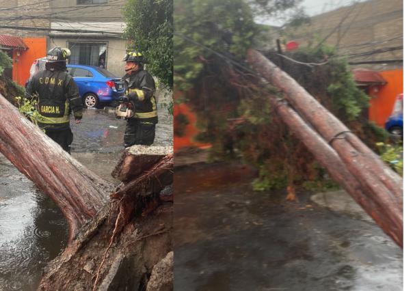 Cae árbol en Azcapotzalco y derriba cableado de luz