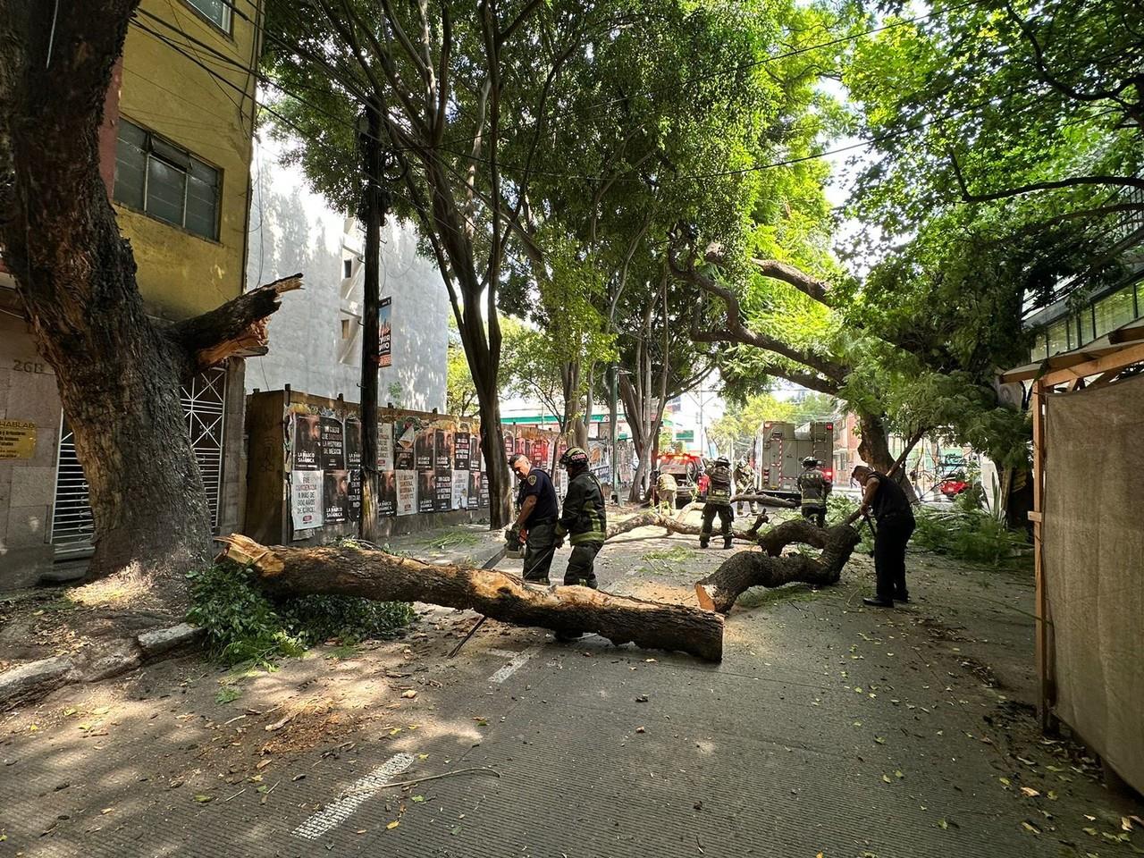 Cae rama de más de 15 metros de altura en la colonia Nápoles. Foto: Ramón Ramírez