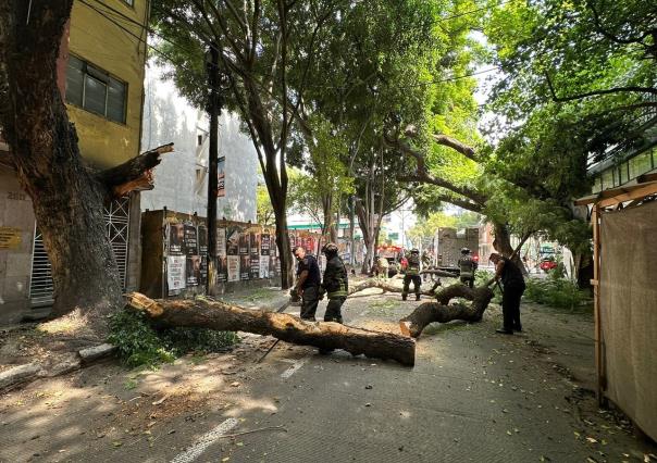 Cae rama de más de 15 metros de altura en la colonia Nápoles