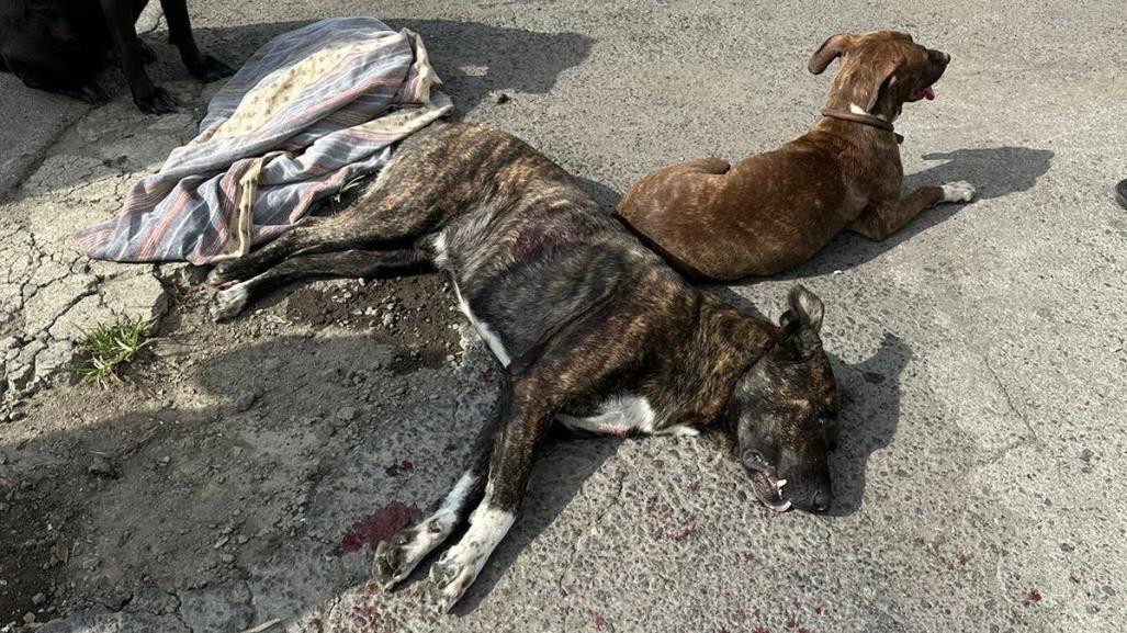 Asesina a perro tras rencillas con su dueño y es detenido por policías de la SSC