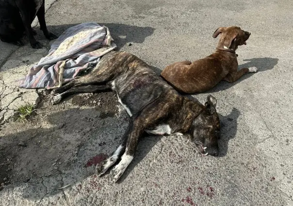 Asesina a perro tras rencillas con su dueño y es detenido por policías de la SSC