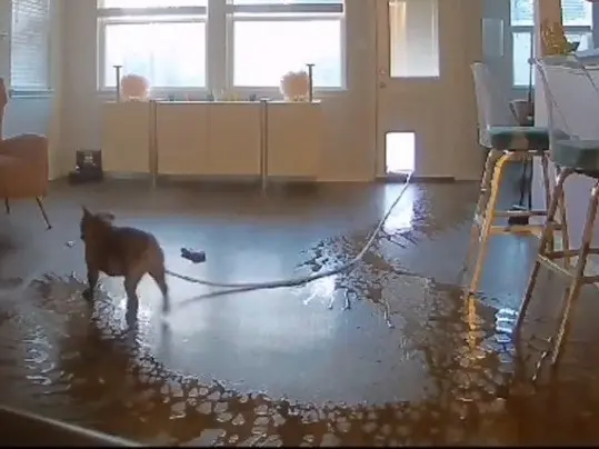 En repetidas ocasiones el travieso perro entró a la casa con la manguera, echando agua por todo el interior de la casa e inundándola. Foto: TikTok House_of_Camille.