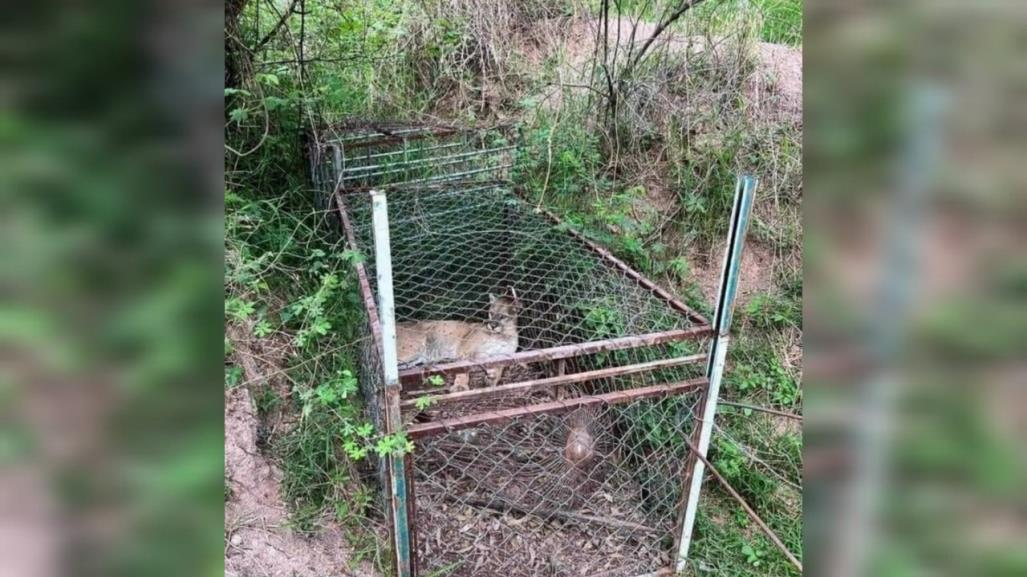 ¡Es un puma! Capturan felino en área rural en Otzoloapan