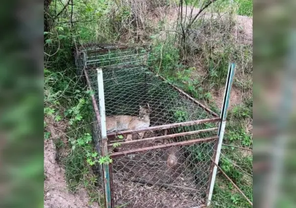 ¡Es un puma! Capturan felino en área rural en Otzoloapan