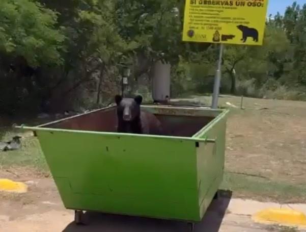 Según estudiantes de nuestra máxima casa de estudios y videos viralizados en redes sociales es común ver a estos animales deambulando en las instalaciones como áreas verdes de la Universidad. Foto: Raymundo Elizalde.