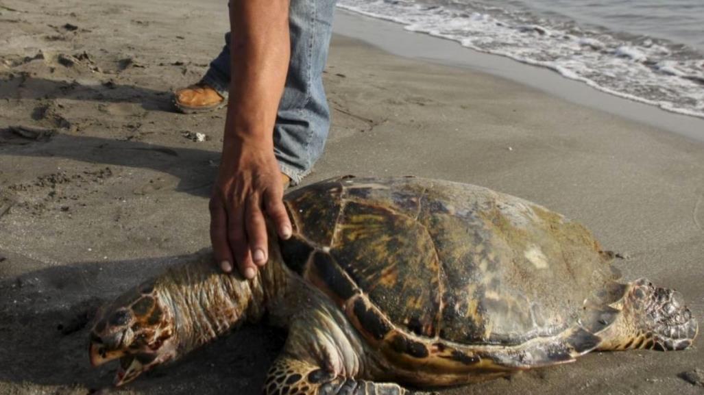 Derrame de petróleo provoca muertes de tortugas y peces en Veracruz