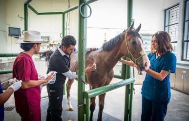 Realiza equipo de la UAEMéx la primer osteosíntesis en un caballo