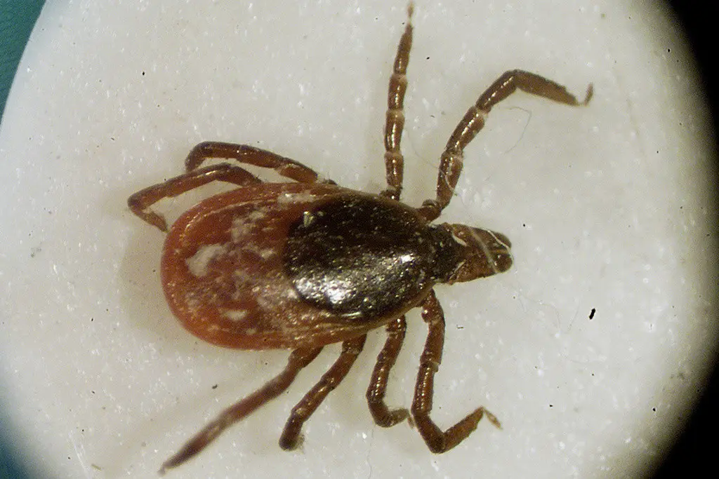 Una garrapata de venado vista mediante un microscopio en el laboratorio de entomología de la Universidad de Rhode Island en South Kingstown, en marzo de 2002. (AP Foto/Victoria Arocho, Archivo)