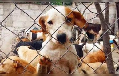 Donan alimento a perritos resguardados en albergue de Gómez Palacio