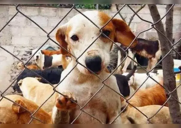 Donan alimento a perritos resguardados en albergue de Gómez Palacio