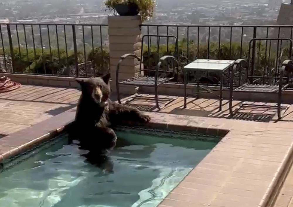 Un oso se sentó en un jacuzzi. Foto. Policía de Burbank, California.