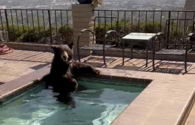 Oso sorprende a vecindario de Burbank al refrescarse en un jacuzzi