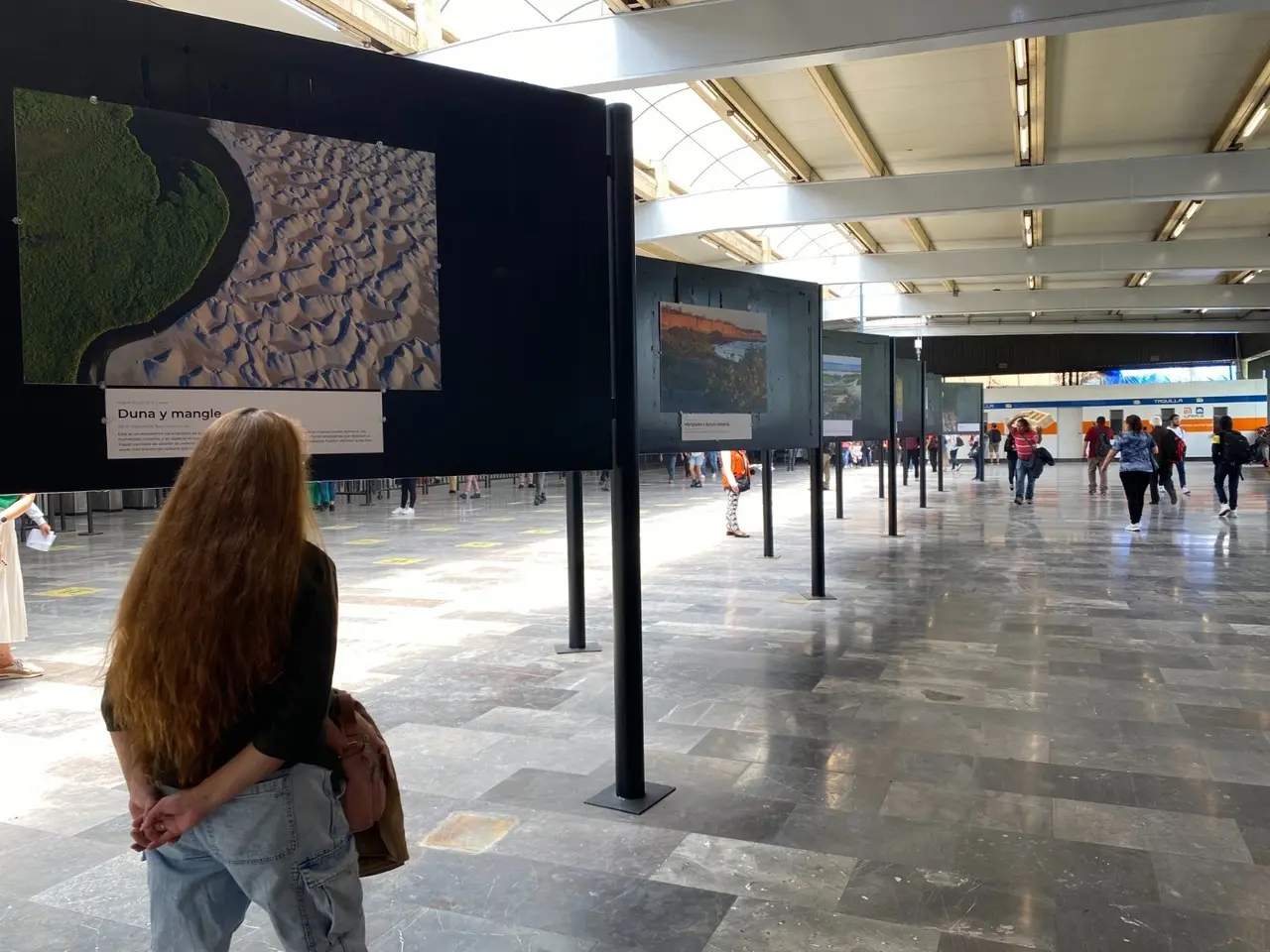 Celebra el Metro día internacional del manglar con exposición fotográfica