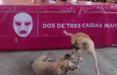 ¡Ni el Santo ni Blue Demon! Perros se roban la lucha abajo del ring