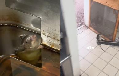 Cae rata a freidora de restaurante; la saca viva con una pinza