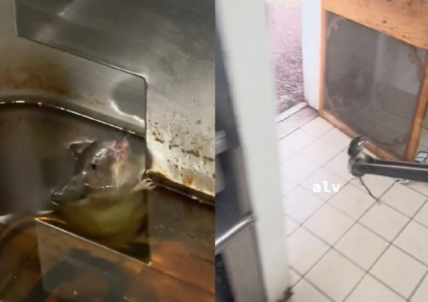 Cae rata a freidora de restaurante; la saca viva con una pinza