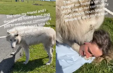 Confunden jóvenes a lobo con un perro y juega con ellas