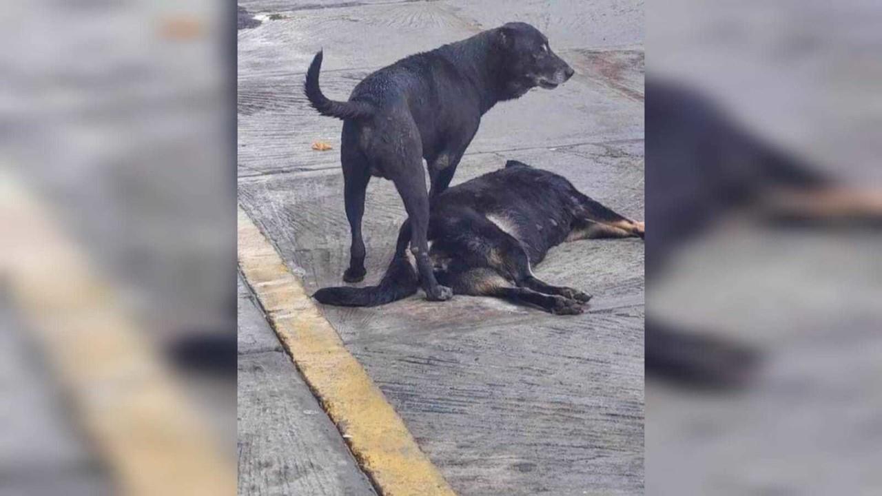 Acusan a hombre de matar a 10 perros en Nicolás Romero, los envenenó