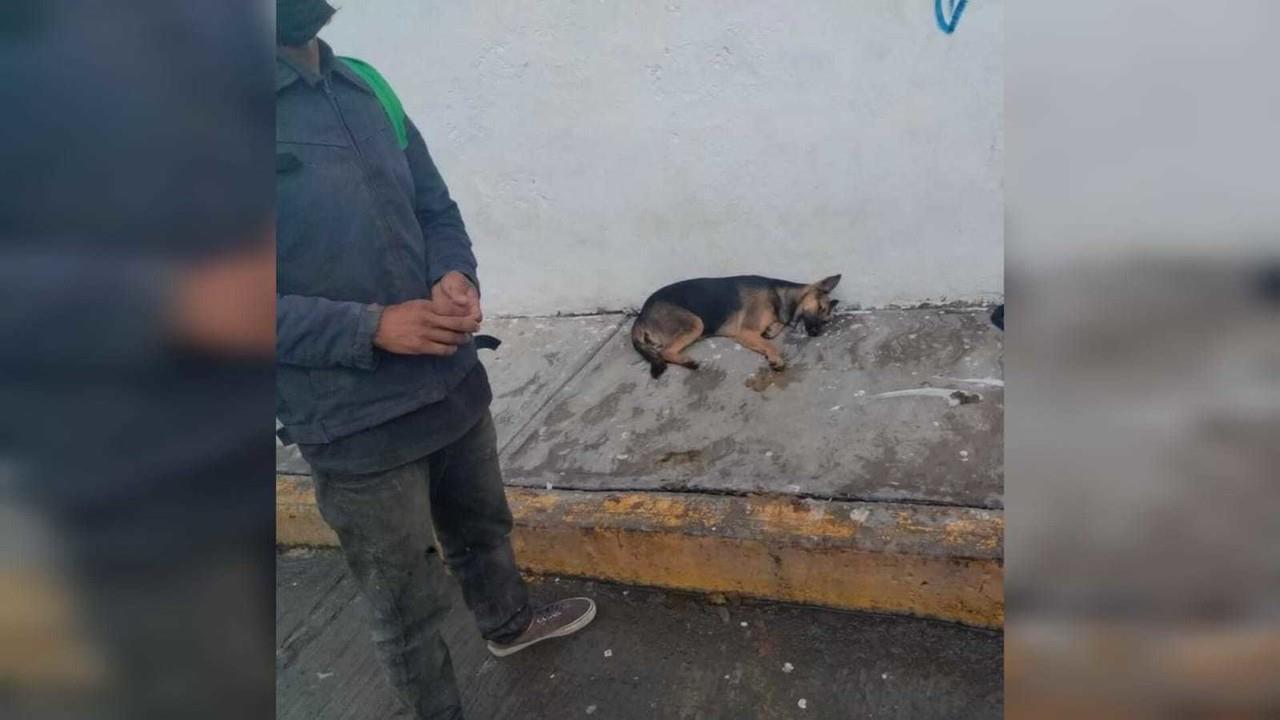 Acusan a hombre de matar a 10 perros en Nicolás Romero, los envenenó