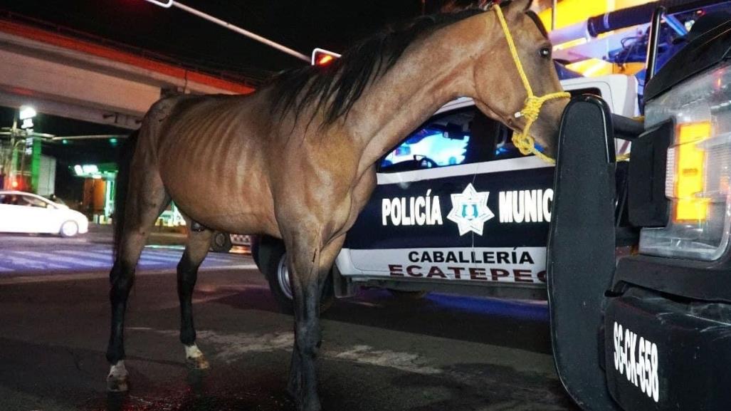 Rescatan a caballo que había sido atropellado en la vía Morelos