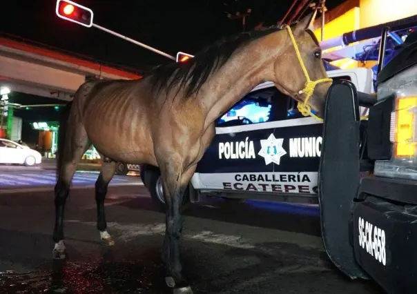 Rescatan a caballo que había sido atropellado en la vía Morelos