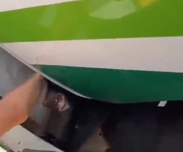 ¿Quién abrió la jaula? Retrasa oso un vuelo tras escaparse de su jaula