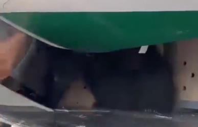 ¿Quién abrió la jaula? Retrasa oso un vuelo tras escaparse de su jaula