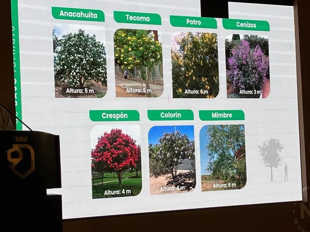 Algunas de las especies que se están sembrando son anacahuita, cenizos, mimbres, crespón que tienen una altura aproximada de 5 metros aproximadamente. Foto: Rosy Sandoval