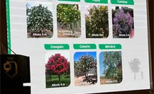 Pretende Medio Ambiente arborizar el Estado con 1 millón de especies nativas