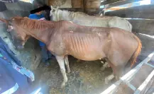 Rescatan a caballos maltratados por carretoneros en Monterrey