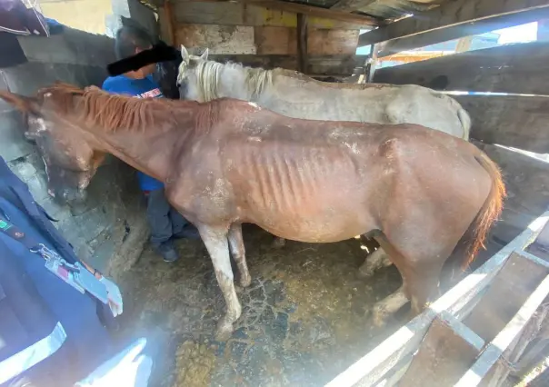 Rescatan a caballos maltratados por carretoneros en Monterrey