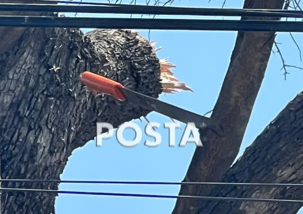Hombre se electrocuta al podar un árbol en la colonia Caracol de Monterrey