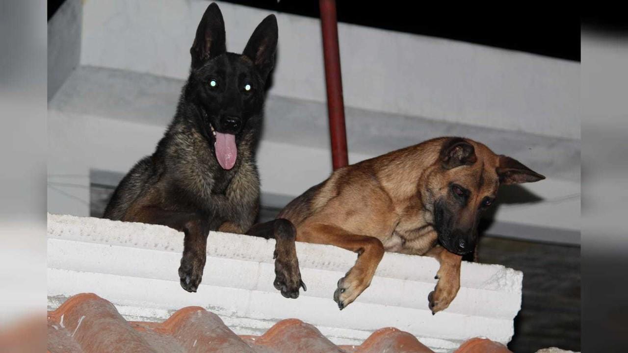 Cuida de tus mascotas y asiste a la campaña de vacunación y desparasitación en el municipio de Lerdo a perros y gatos. Foto: Alejandro Ávila.