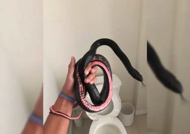 VIDEO: ¡Sssssssustote! Mujer encuentra serpiente en taza de baño