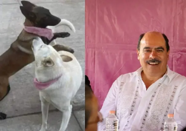 Alcalde de Tangancícuaro, Michoacán, mata a balazos a las perritas Buba y Canela