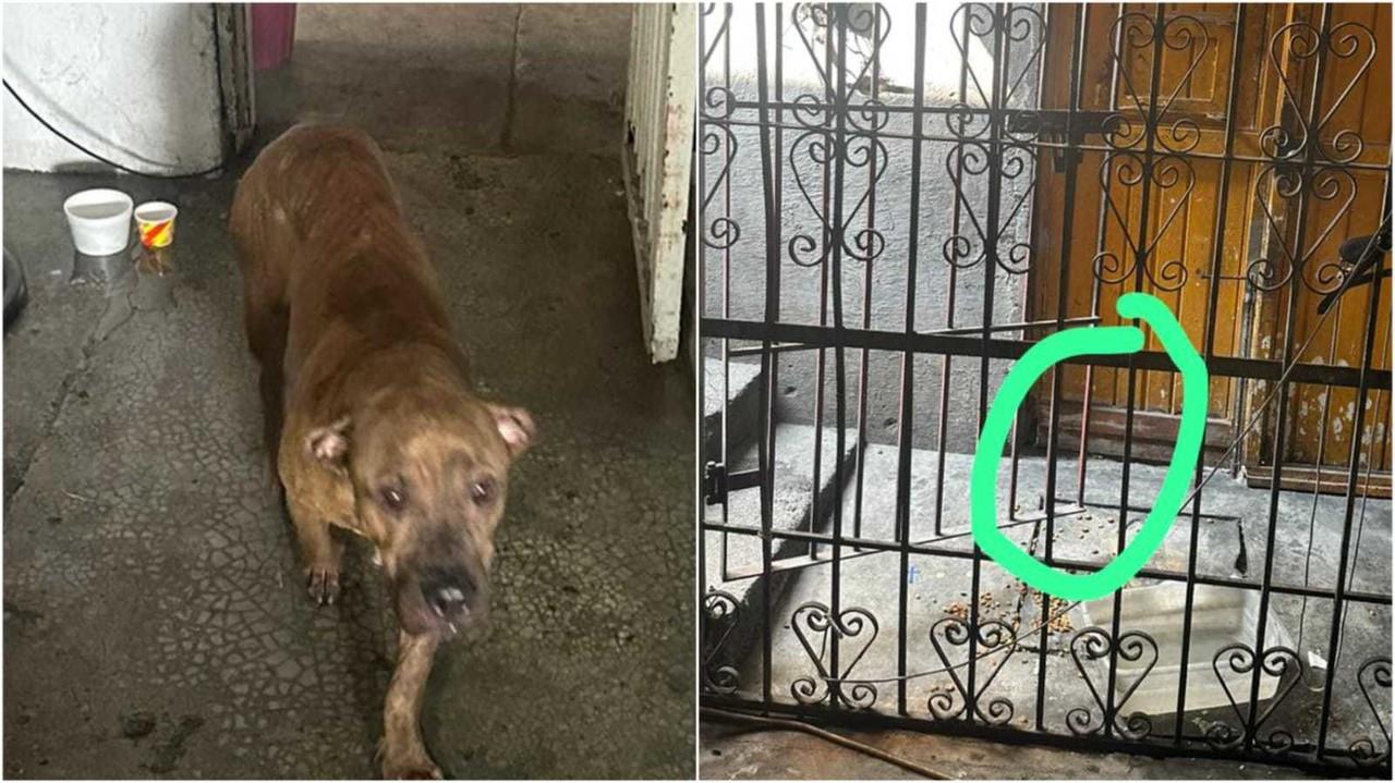 Un perrito se quedo atorado en el barandal de su casa. Foto. Cortesía