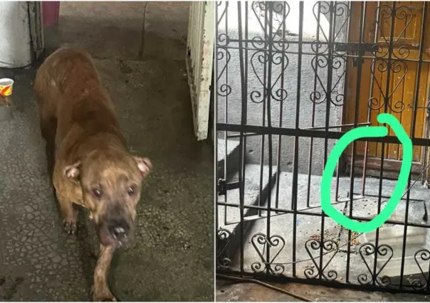 Rescate exitoso de perrito atorado en barandal en su casa en Monterrey