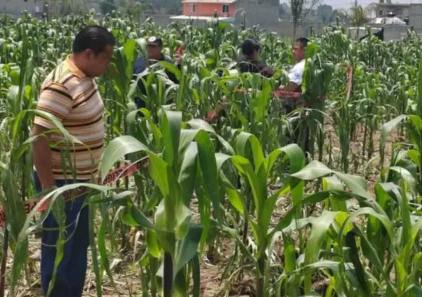 VIDEO: Se abrió la tierra; alertan por grieta en Cocotitlán