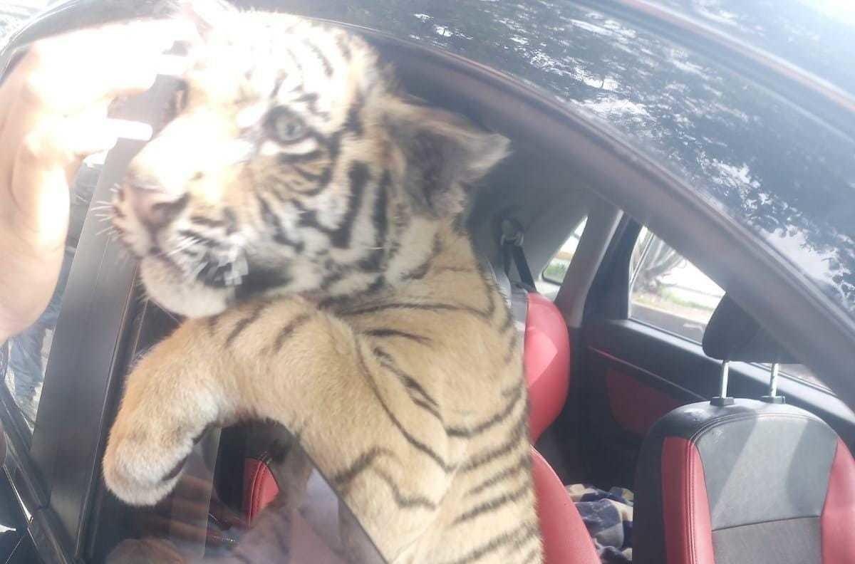 Ejemplar de tigre de bengala. Foto: Especial.