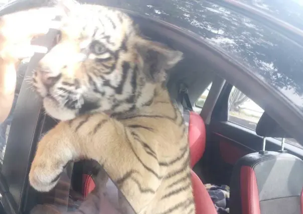 Detienen a sujeto que transportaba tigre de bengala en Nezahualcóyotl